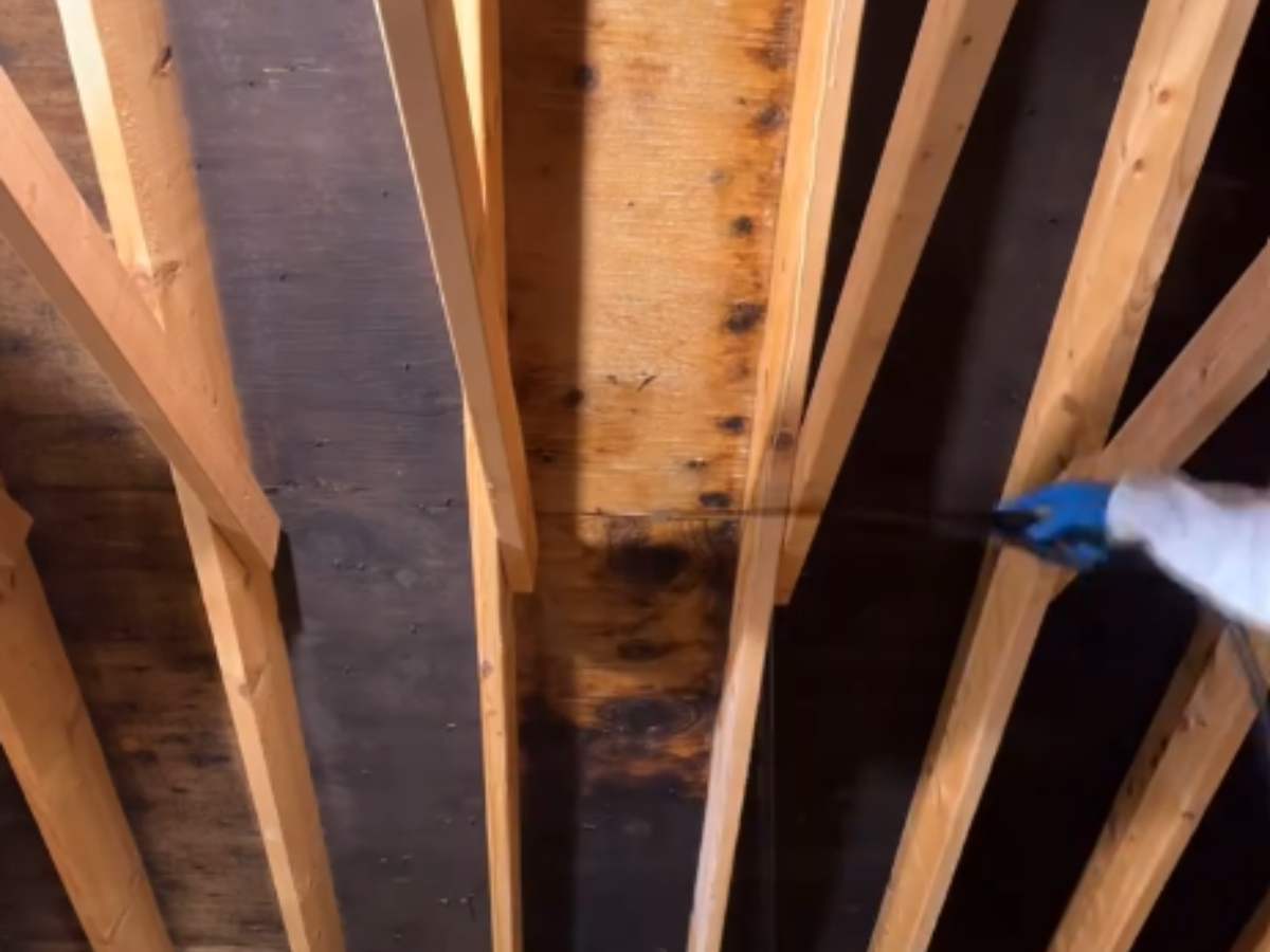 Treatment being sprayed onto mold-stained roof sheathing between attic rafters